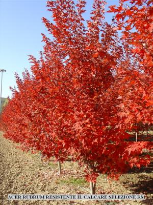 Acer Rubrum. Variet innestata, resistente il calcare. E' un albero di dimensioni medie con portamento<br/>fastigiato. La fitta ramificazione lo rende ottima pianta da ombra. Il bel fogliame verde brillante in<br/>primavera-estate, cambia in un magnifico rosso fuoco in ottobre prima di cadere.Questa selezione si adatta a<br/>tutti i tipi di terreno, la sua utilizzazione  ottima per viali alberati, parchi e giardini.      