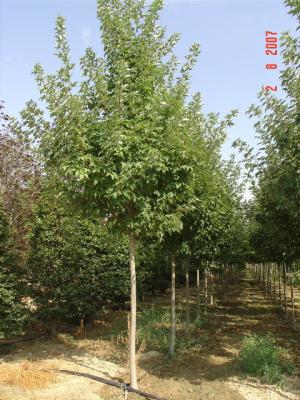 fastigiato. La fitta ramificazione lo rende ottima pianta da ombra. Il bel fogliame verde brillante in<br/>primavera-estate, cambia in un magnifico rosso fuoco in ottobre prima di cadere.Questa selezione si adatta a<br/>tutti i tipi di terreno, la sua utilizzazione  ottima per viali alberati, parchi e giardini.      