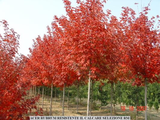 fastigiato. La fitta ramificazione lo rende ottima pianta da ombra. Il bel fogliame verde brillante in<br/>primavera-estate, cambia in un magnifico rosso fuoco in ottobre prima di cadere.Questa selezione si adatta a<br/>tutti i tipi di terreno, la sua utilizzazione  ottima per viali alberati, parchi e giardini.      