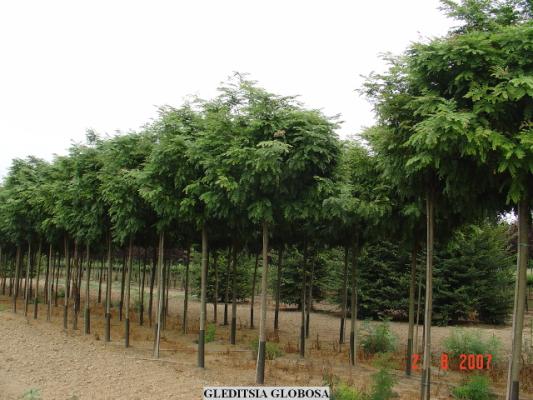 Gleditsia Globosa. Albero a foglia caduca, variet molto resistente alle malattie. Crescita compatta medio-lenta.<br/>Ottima per viali , aree urbane o giardini che richiedono una manutenzione bassissima.