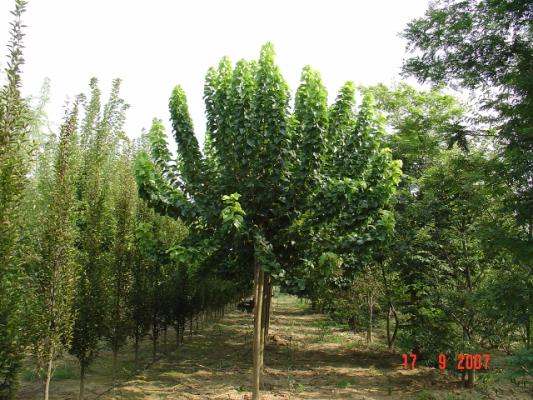 Morus Fruittles selezione RM. Albero foglia caduca ottimo da ombra. Resistente in qualsiasi situazione, non f<br/>frutti, chioma densa con portamento compatto, foglie lucide e carnose.