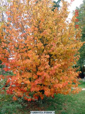 Parrotia Persica. Albero foglia caduca di piccole dimensioni, foglie di in color verde fresco in primavera-estate<br/>che con l'autunno colorano<br/>dal giallo all'arancio. Ottima in giardini sia privati che pubblici.                               