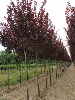 Prunus Pissardi Nigra .Albero foglia caduca.La sua fioritura precoce di rosa confetto in marzo, prima della<br/>vegetazione, incanta tutti. Foglia rosso scuro che in autunno colora in bronzo.Molto rustico si adatta in ogni<br/>terreno ed  ottimo sia per viali urbani , giardini e parchi.                   