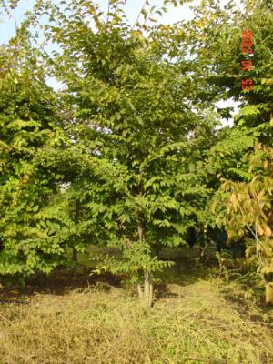 Zelkowa. Albero a foglia caduca somigliante nelle foglie e nella corteccia all'Olmo. Molto rustico, fogliame verde<br/>in primavera -estate che colora in autunno in giallo- arancio.Portamento elegante che si adatta sia in parchi che<br/>in giardini privati e pubblici.Piante